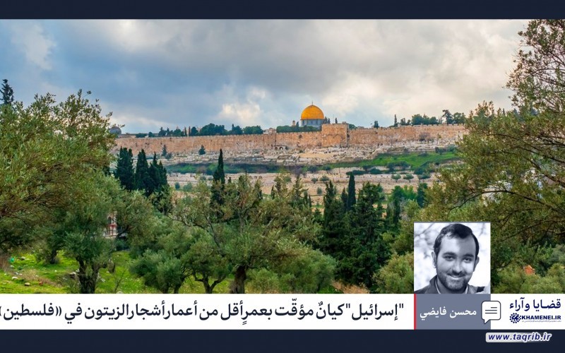 "إسرائيل" كيانٌ مؤقّت بعمرٍ أقل من أعمار أشجار الزيتون في «فلسطين»